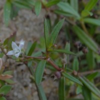 Oldenlandia umbellata L.